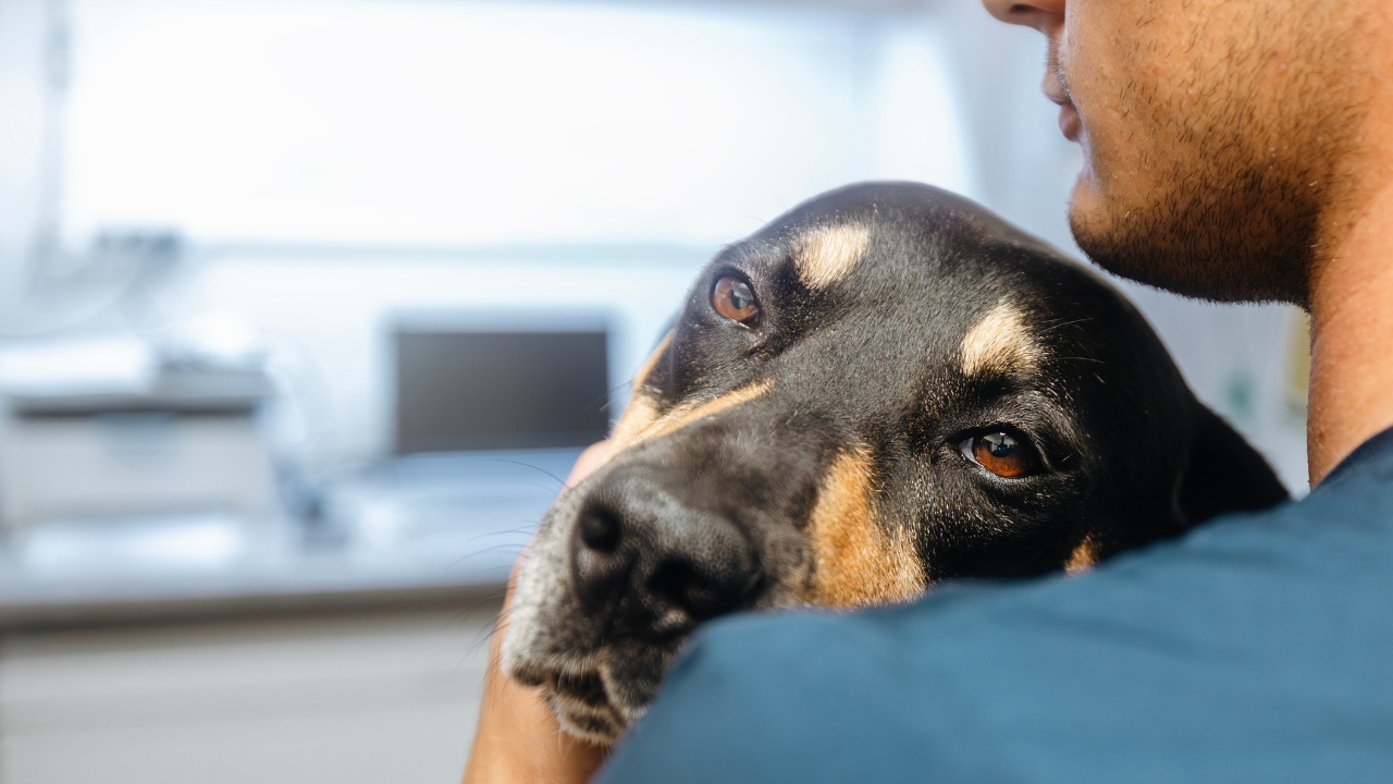 Ein Hund wird in der Klinik auf Zwingerhusten untersucht.