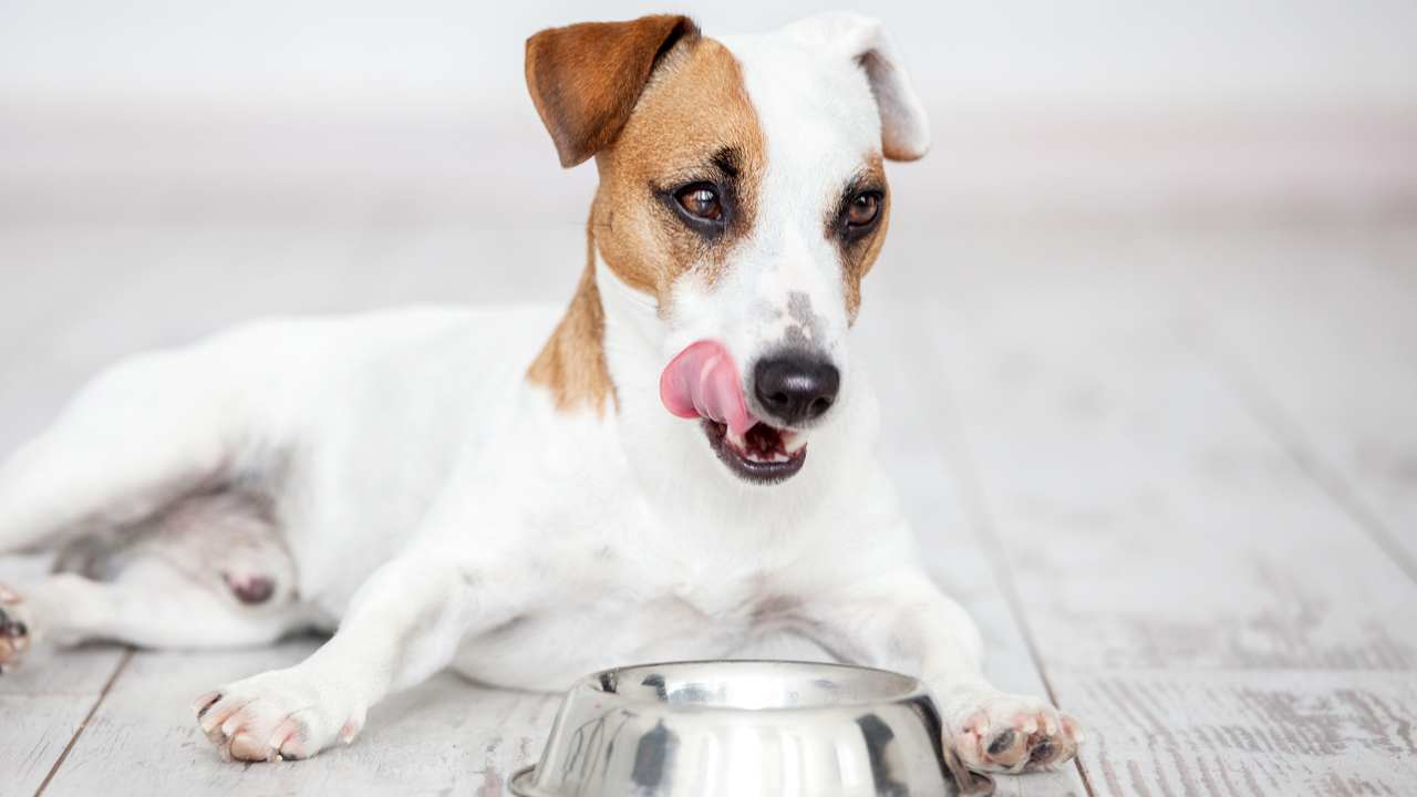 4_Allergie_Juckreiz_Hund Ein Hund ist zufrieden, nachdem er sein Futter gefressen hat.
