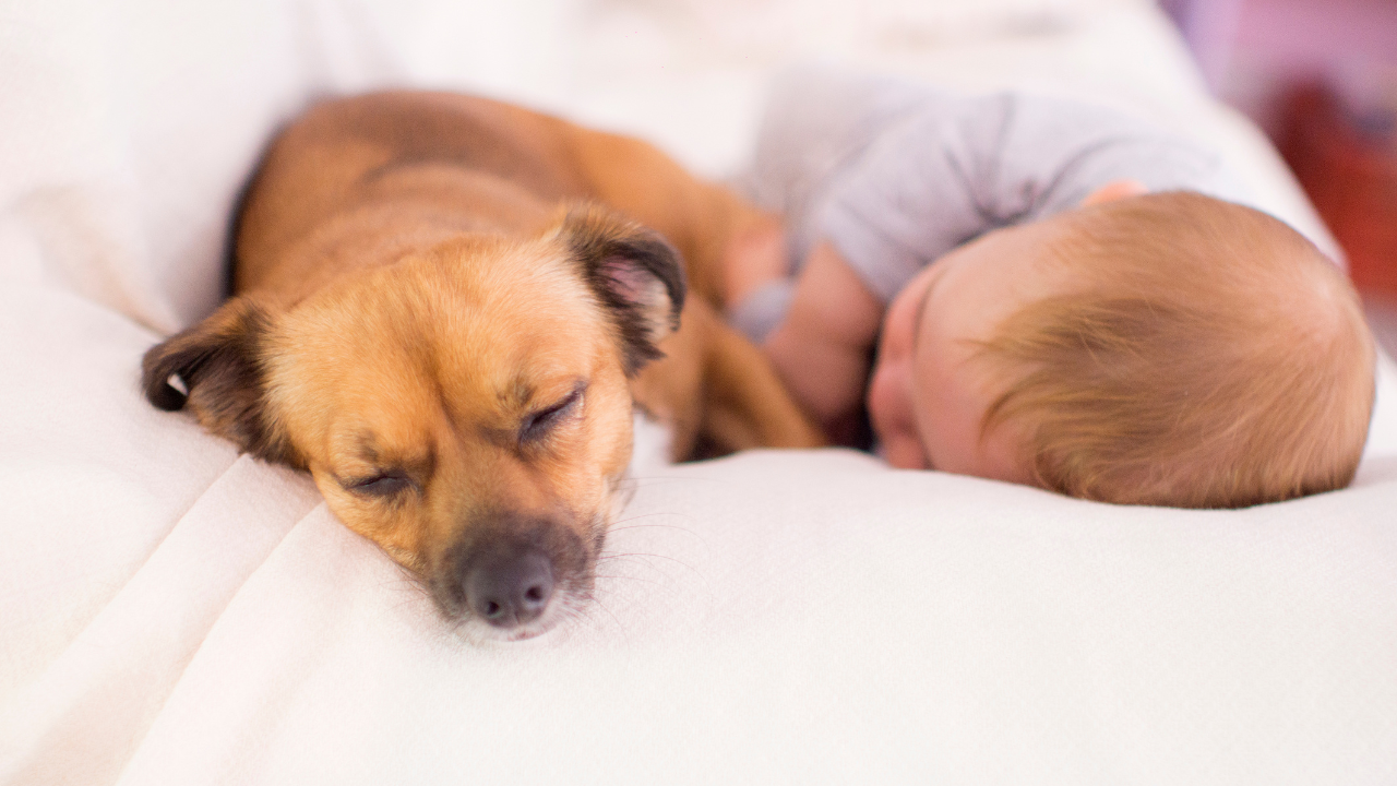 Ein Hund und ein Baby schlafen zusammengekuschelt auf dem Sofa.