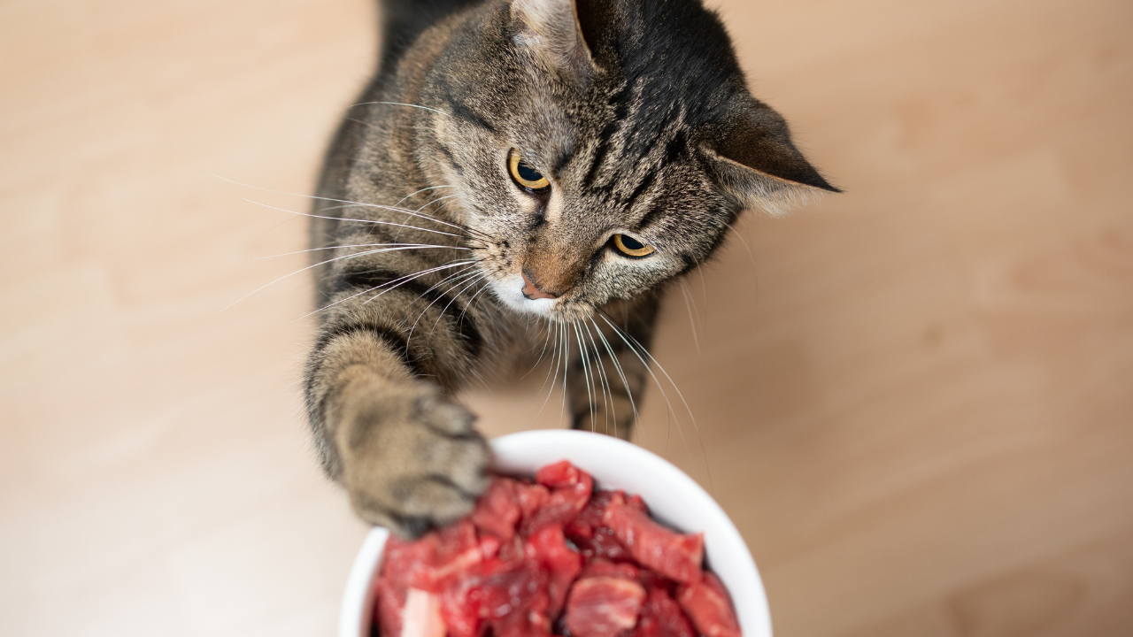 4_Gesunde_Ernährung_Katze Eine Katze schnappt sich rohes Fleisch aus der Futterschüssel.