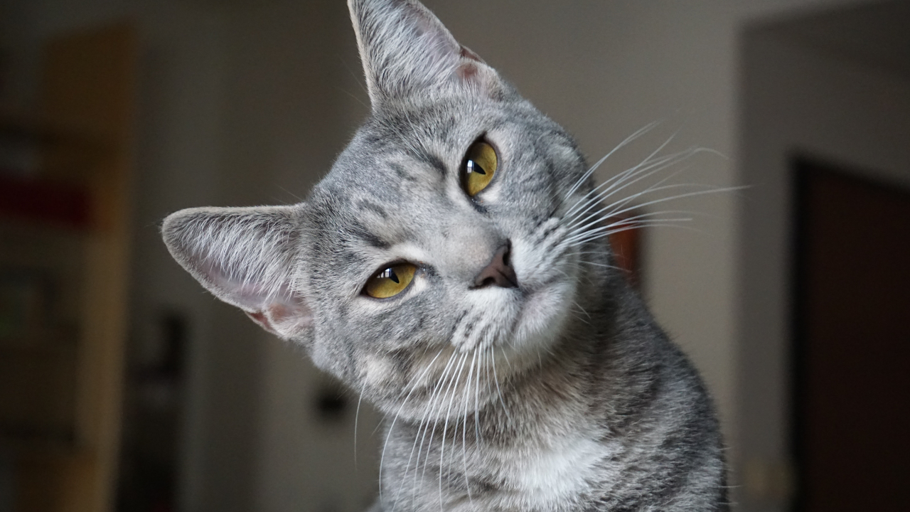 4_Harnwegserkrankung_Katze Eine kleine Katze leidet unter Harnswegsproblemen.