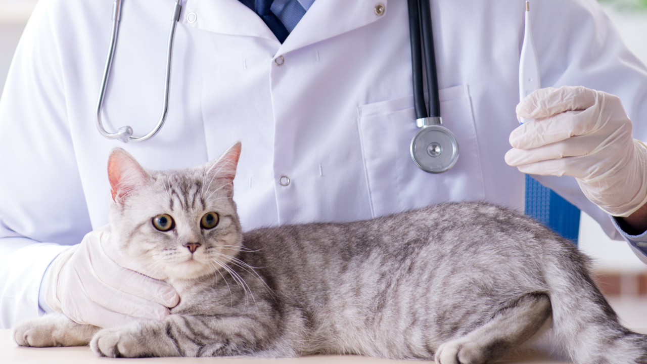 4_Katzenschnupfen_Symptome Eine Katze hat Katzenschnupfen und muss vom Tierarzt behandelt werden.