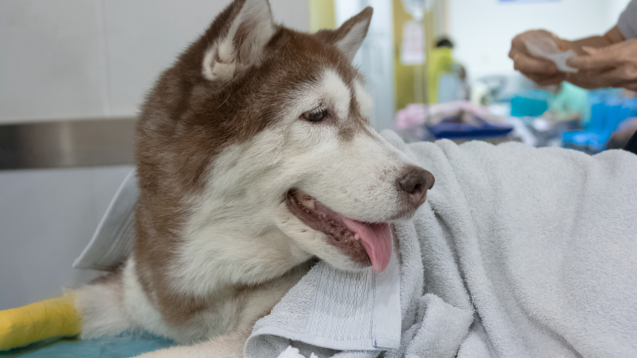 Ein Hund wird vom Tierarzt mit Zwingerhusten diagnostiziert.