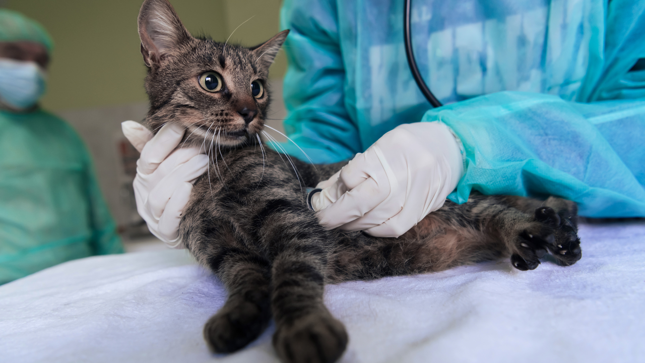 5_Blasenprobleme_Katze Eine Katze hat Harnsteine und muss vom Tierarzt behandelt werden.
