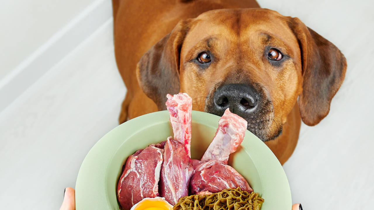 5_Futtermittelallergie_Hund