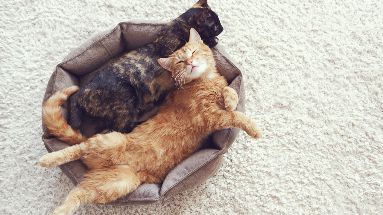 Zwei Katzen schlafen zusammen im Körbchen.