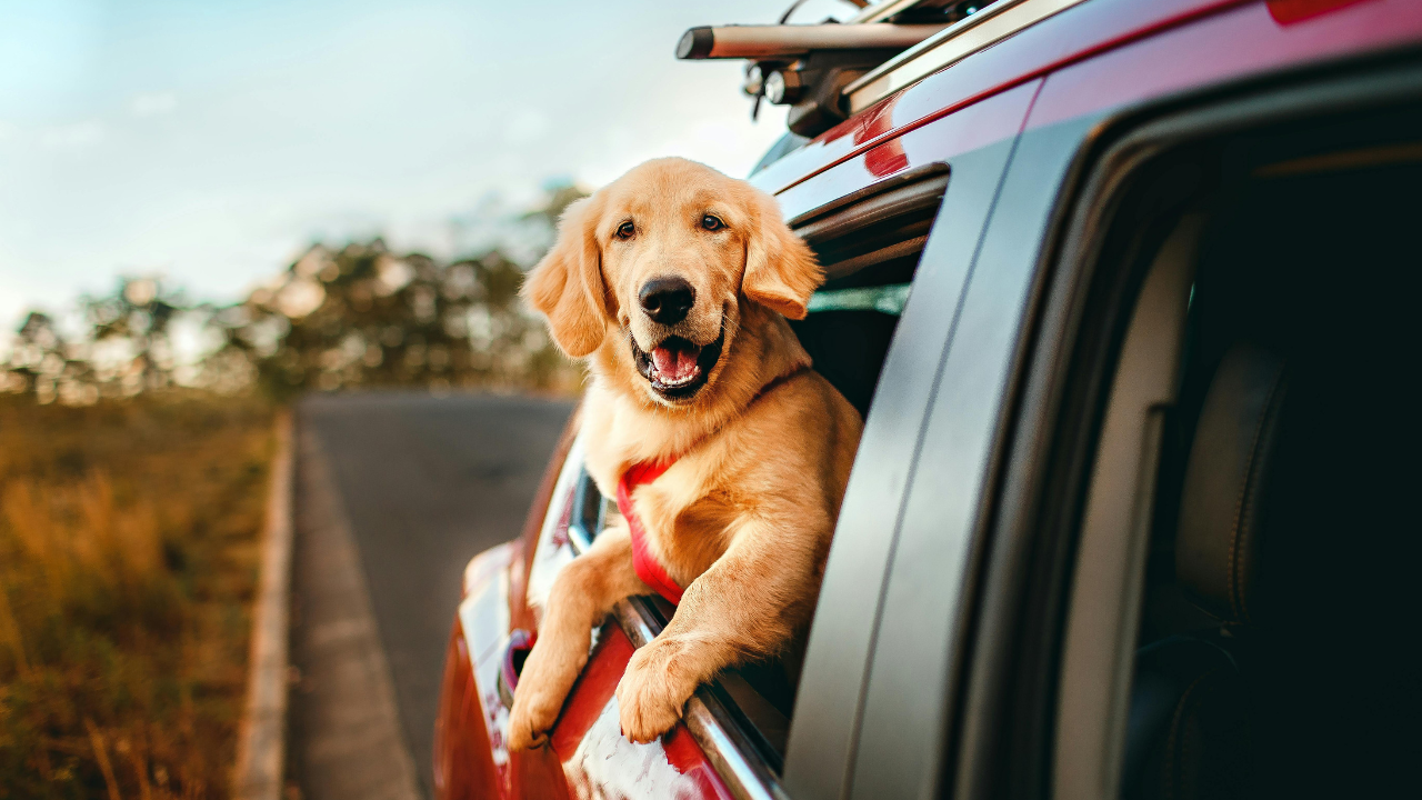 Ein Hund genießt die Autofahrt, während er aus dem Fenster sieht.