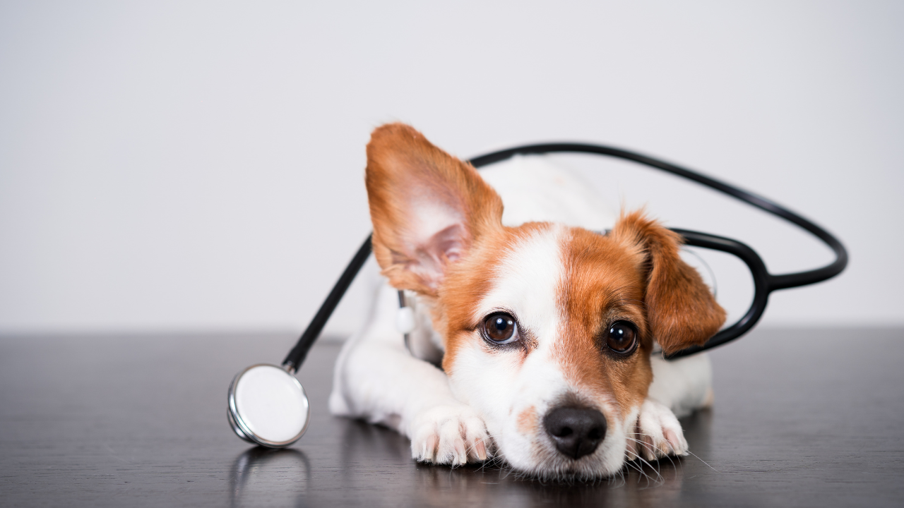 1_Diarrhö_Hund Ein Hund hat Bauchschmerzen aufgrund von Durchfall.