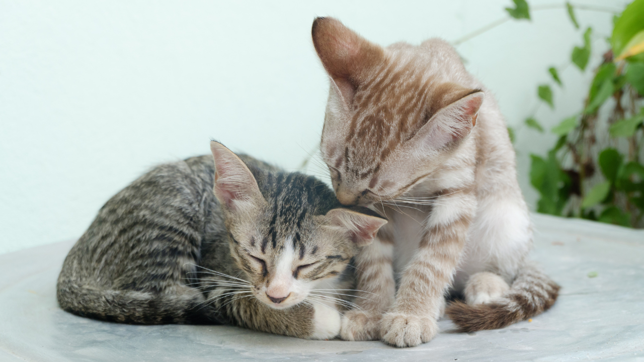2_FIV bei Katzen Zwei Babykatzen putzen sich gegenseitig.