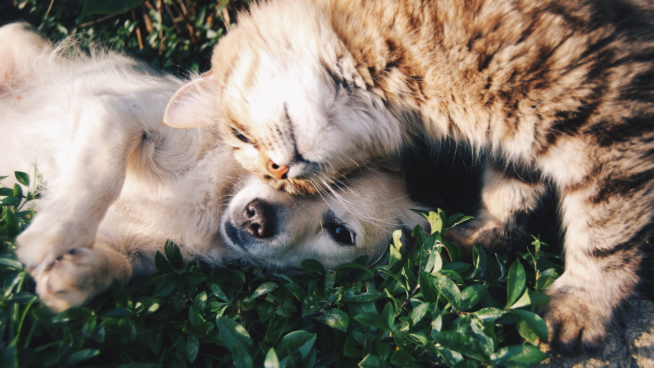 Ein Hund und eine Katze spielen im Garten.