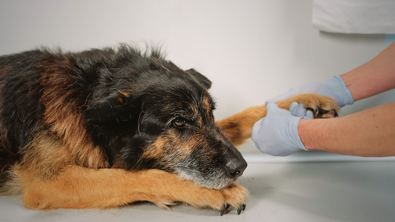 2_Hund_Durchfall Ein Hund muss zum Tierarzt, weil er Durchfall hat.