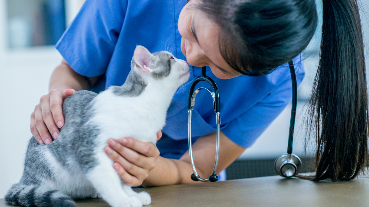 2_Kastration Kater Eine Katze wird vom Tierarzt auf die Kastration vorbereitet.