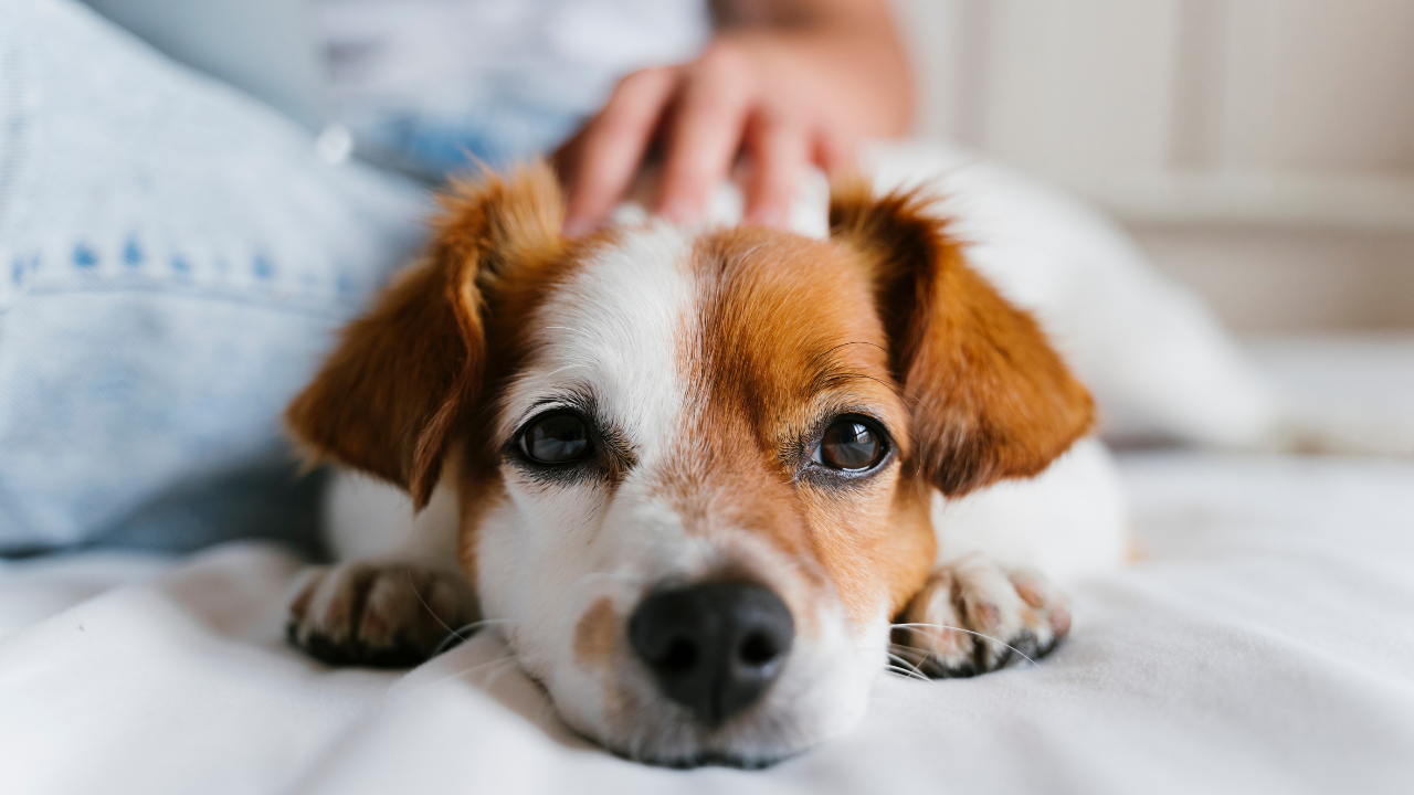 Ein Hund ruht auf dem Sofa nach seiner Kastration.
