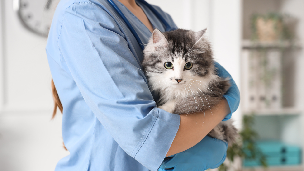 3_Kastration Katze