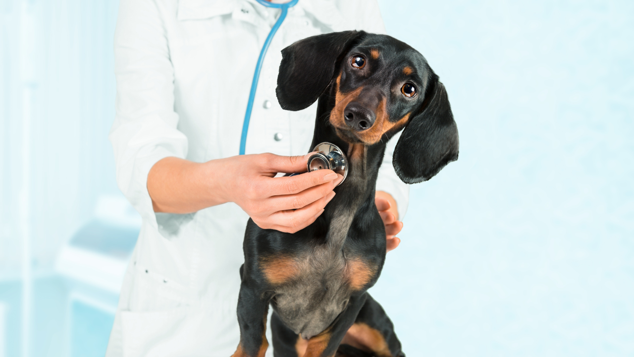 Ein Hund wird vom Tierarzt vor seiner Kastration untersucht.