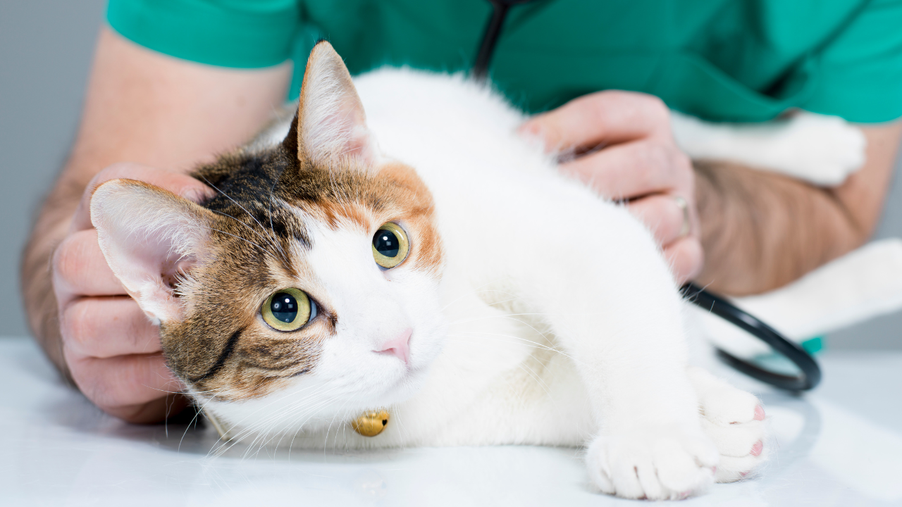 3_Katzen_Durchfall Eine Katze muss aufgrund einer Durchfallerkrankung vom Tierarzt untersucht werden.