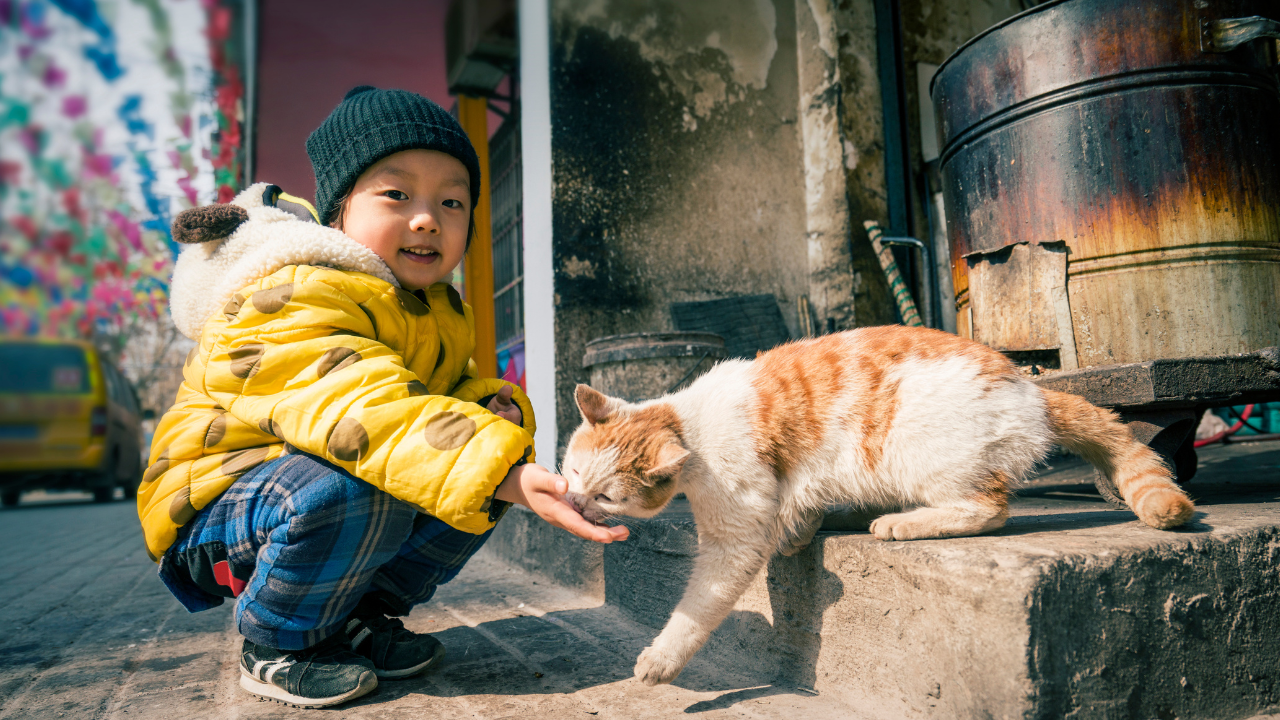 3_Kinder_und_Katzen Ein Kind füttert seine Katze im Freien.
