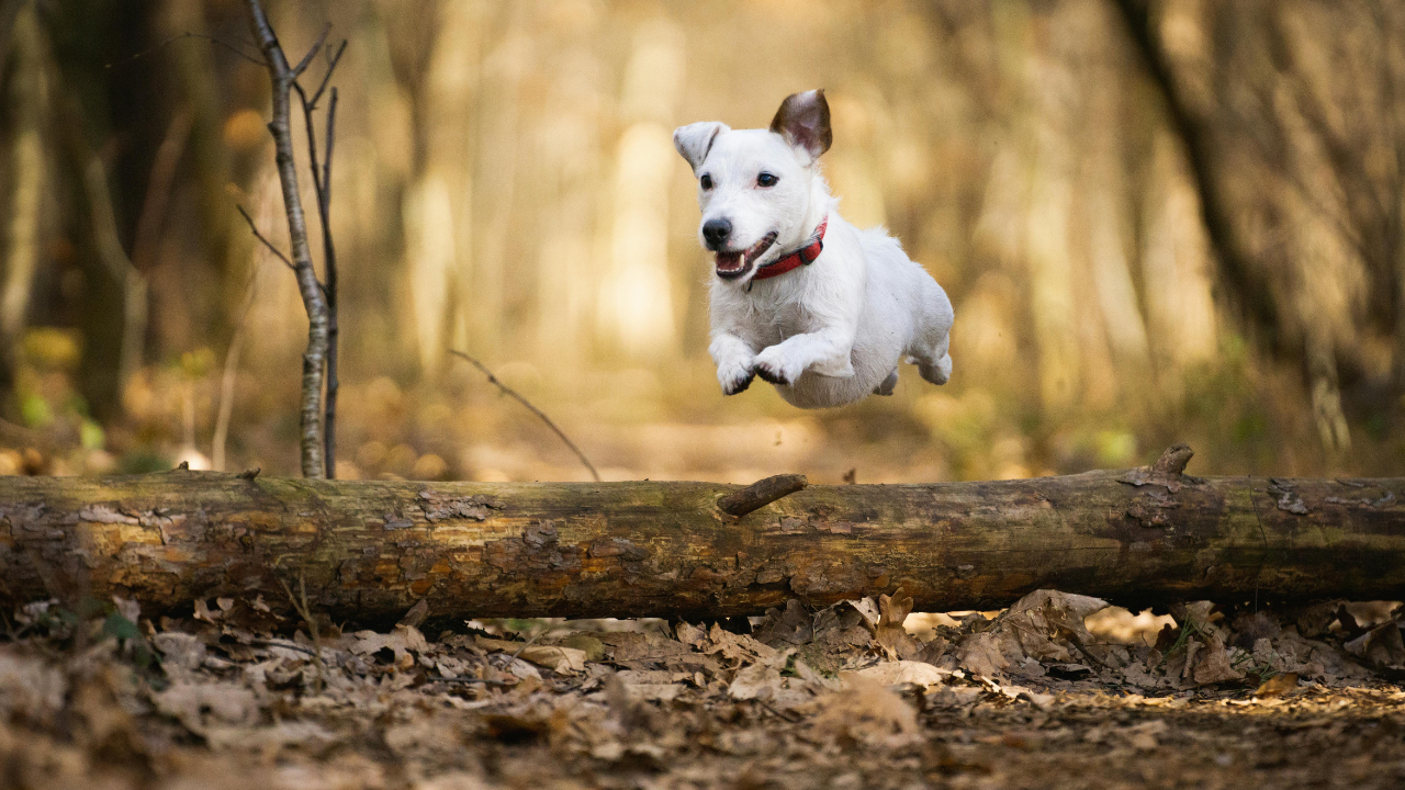 Ein Hund springt über einen Baumstamm im Wald.