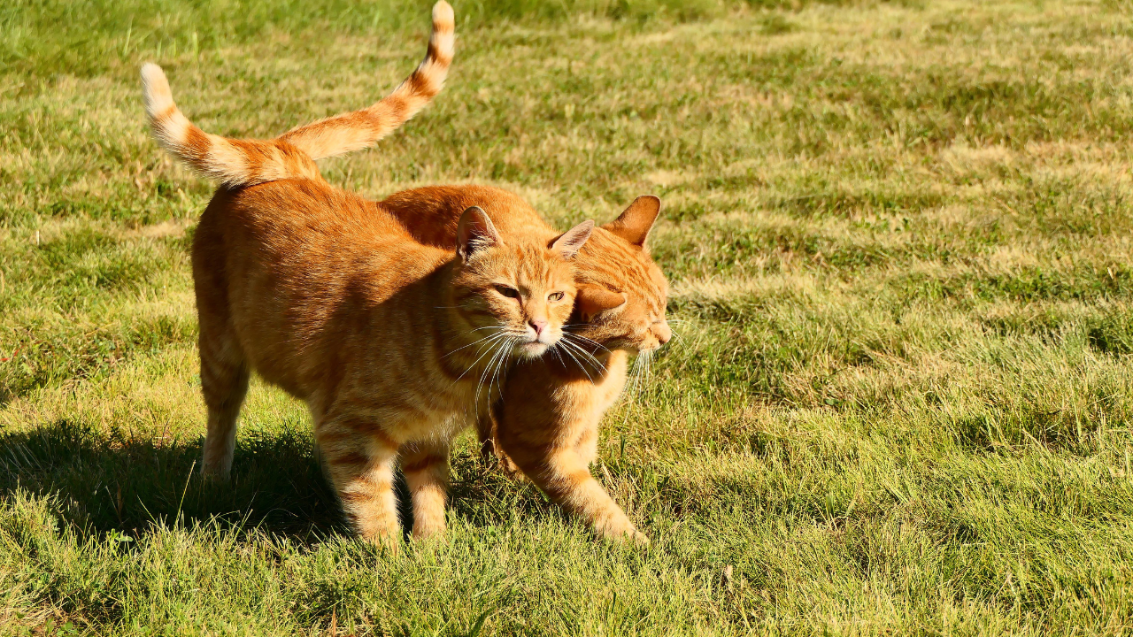 4_ felines Immundefizienz-Virus Zwei Freigängerkatzen begegnen sich auf der Wiese.