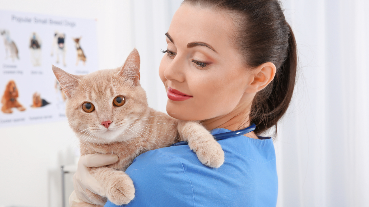 4_Durchfallerkrankungen_Katze Eine Tierärztin macht eine Kotuntersuchung bei der Katze.