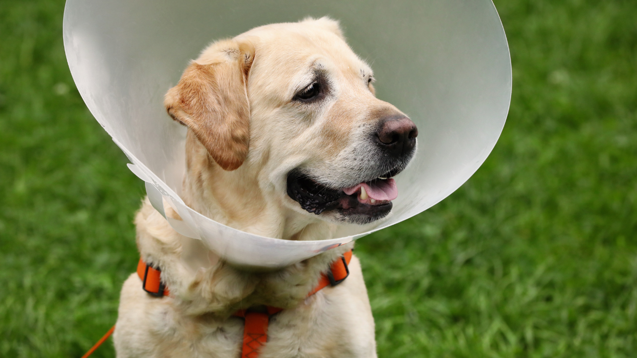 Ein Hund trägt einen Trichter nach seiner Kastration.