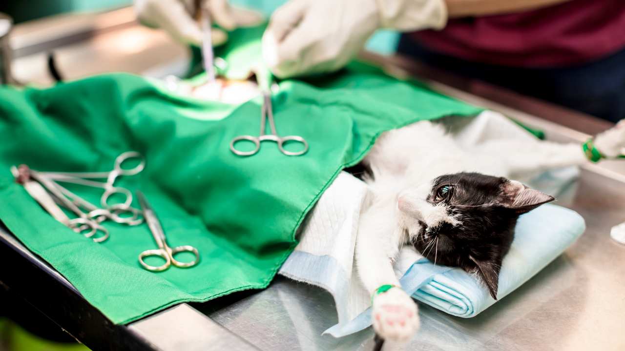 4_Ovariohysterektomie Katze Bei einer Katze wird eine Ovariohysterektomie durchgeführt.