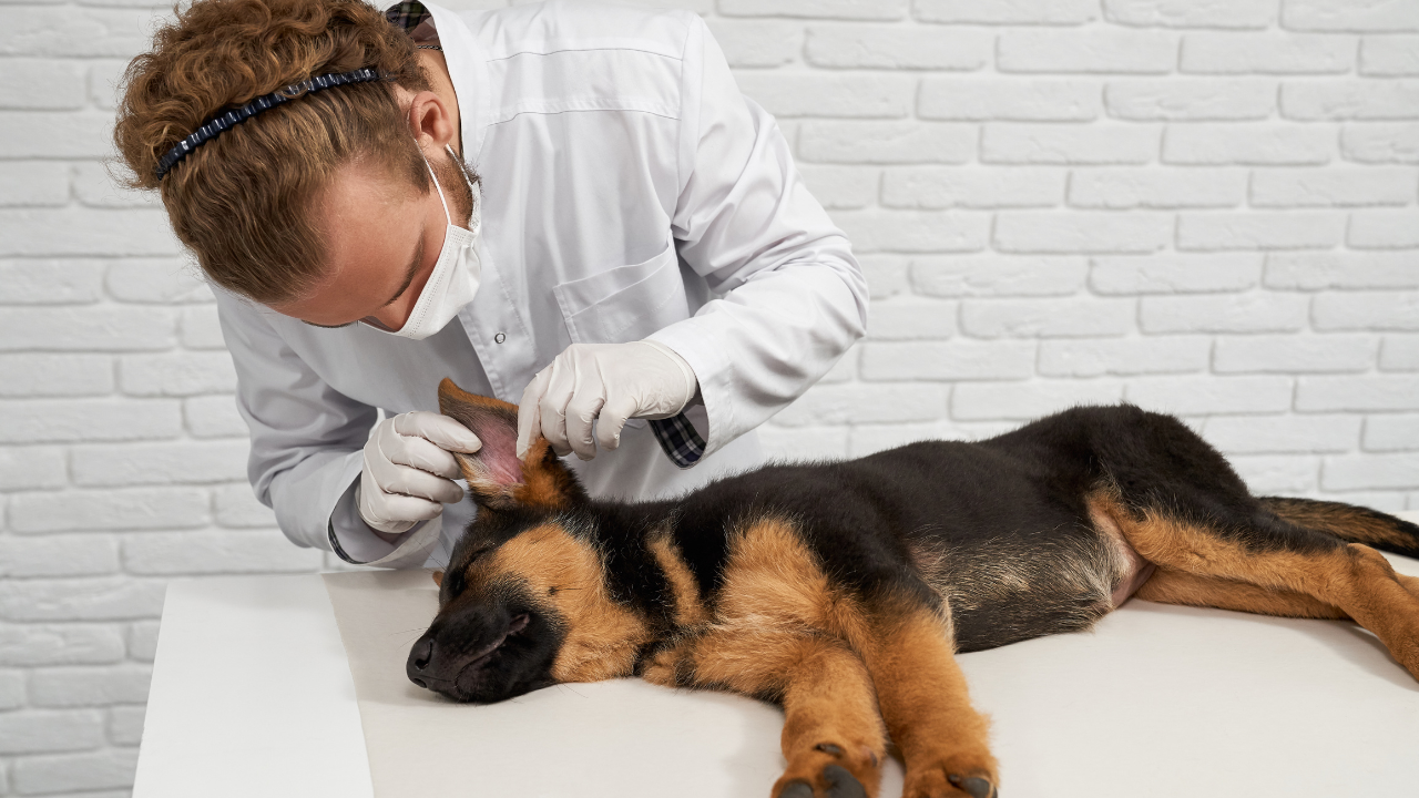 Ein Hund wird vom Tierarzt auf Zecken im Ohr untersucht.
