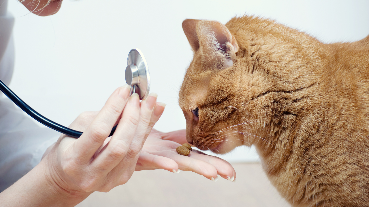 5_Diarrhö_Katzen Eine Katze wird beim Tierarzt mit Leckeres gefüttert.