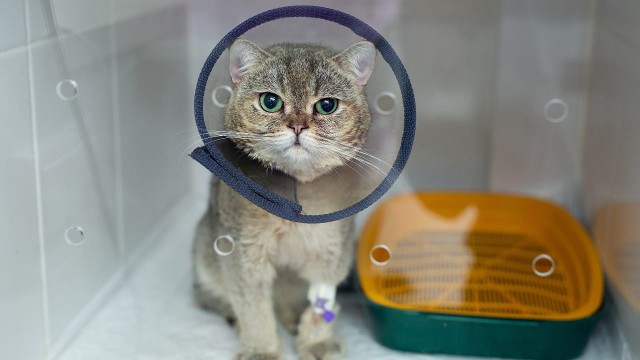 5_Kastration Kätzin Eine Katze muss einen Trichter tragen nach ihrer Kastration.