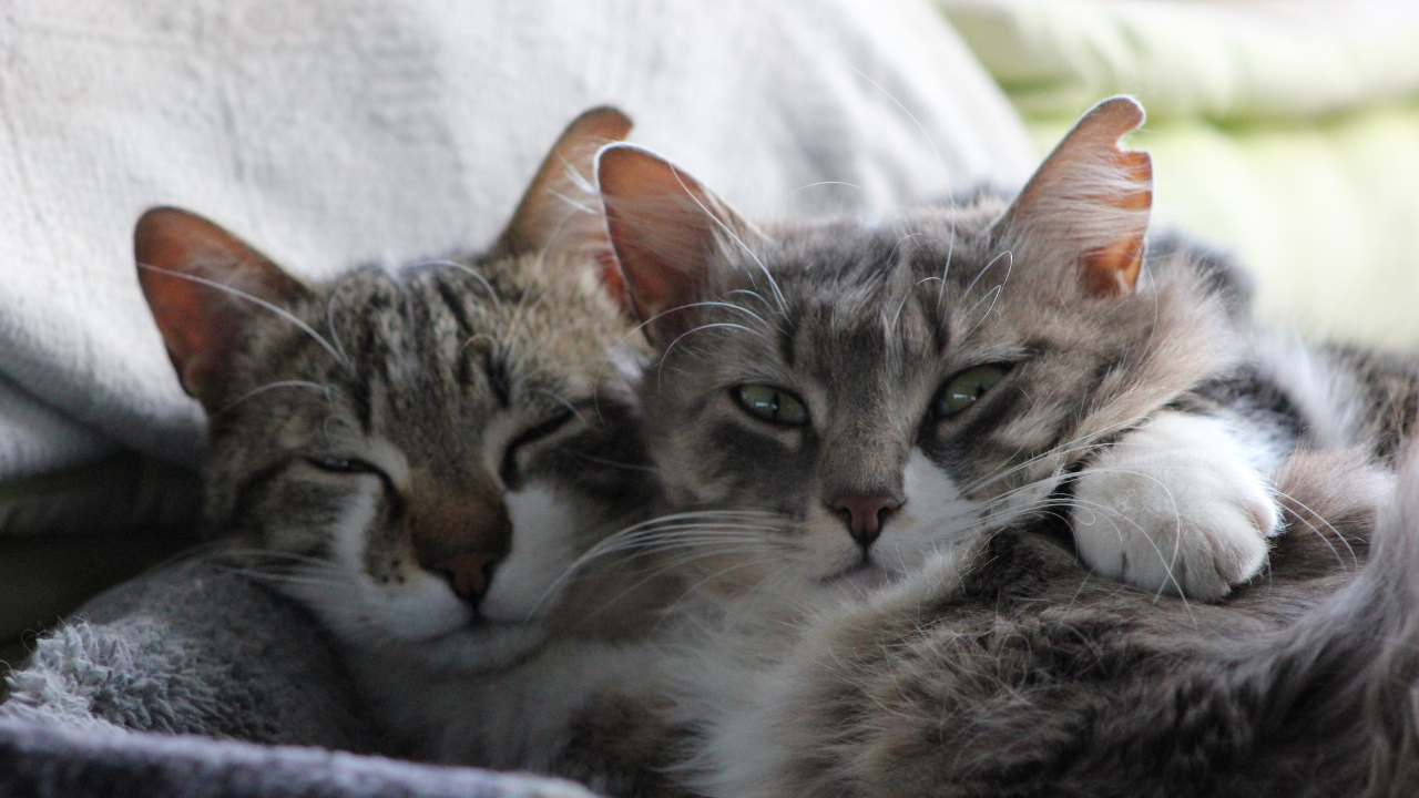 5_Katzen_AIDS_FIV Zwei Katzen kuscheln gemeinsam im Körbchen.
