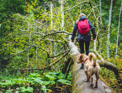 Wandern mit Hund: So wird die Tour zum perfekten Abenteuer
