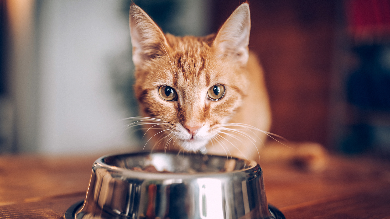 1_Katze frisst nicht