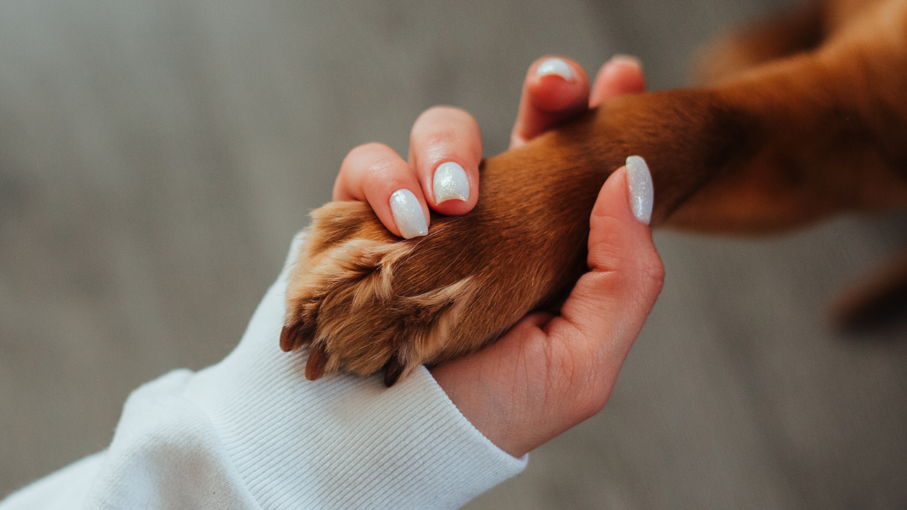 1_Knieoperation_Hund Ein Hund legt seine Pfote in die Hand seiner Besitzerin.