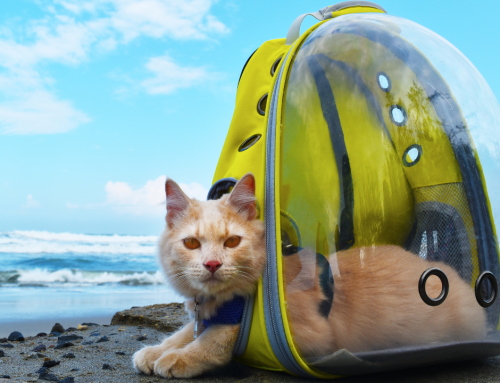 Urlaub mit Katze oder lieber Katzensitter?