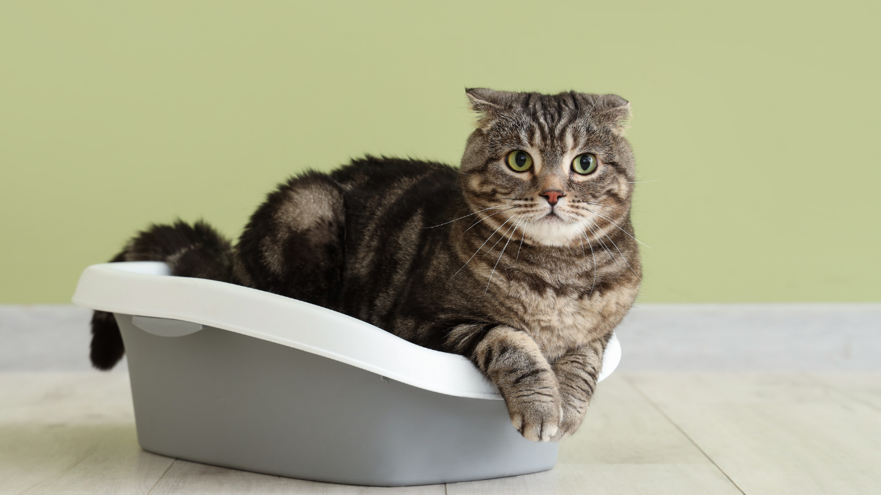 Eine Katze hat Schmerzen beim Harn absetzen.