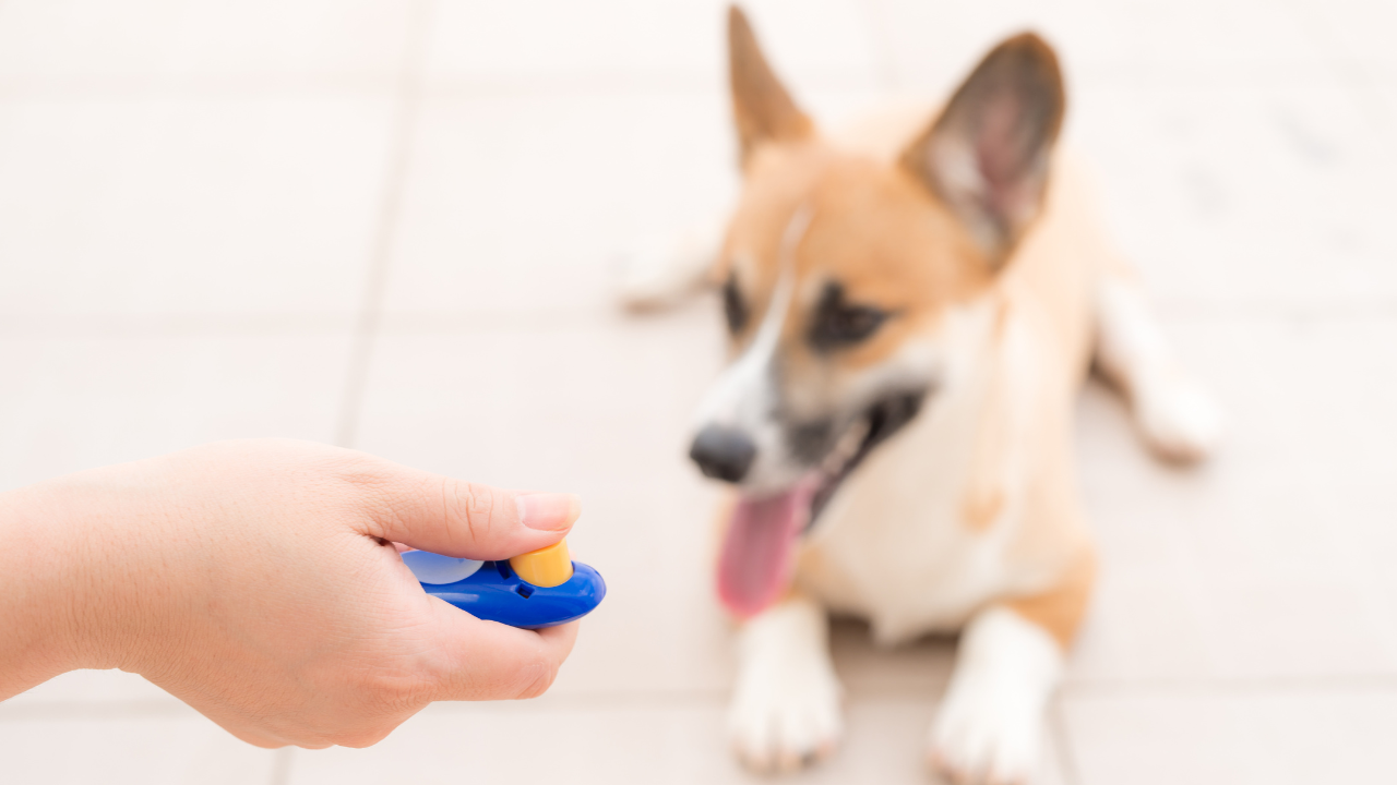 Ein Hund lernt Tricks anhand von Klickertraining.