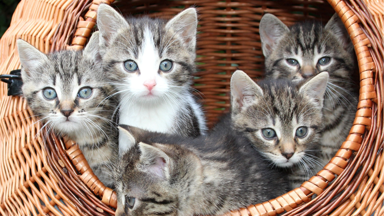 Mehrere Katzenwelpen spielen in einem Korb.