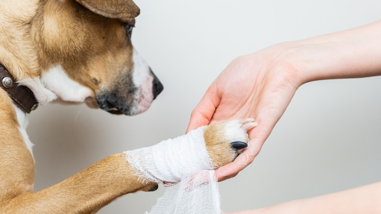 2_Patellaluxation_beim_Hund Ein Hund kommt gerade vom Tierarzt nach einer Patellaluxation nach Hause.