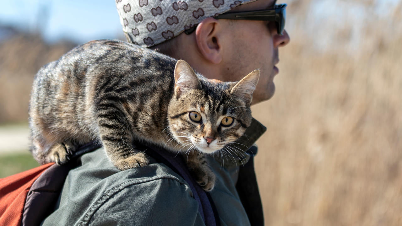 2_Wandern mit Katze Eine Katze fährt mit in den Wanderurlaub.