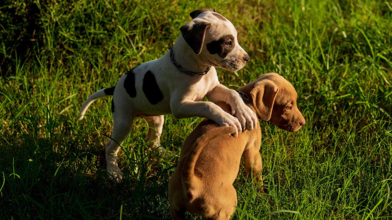 3_Hundewelpen_Geschwister Hundewelpen spielen zusammen auf der Wiese.