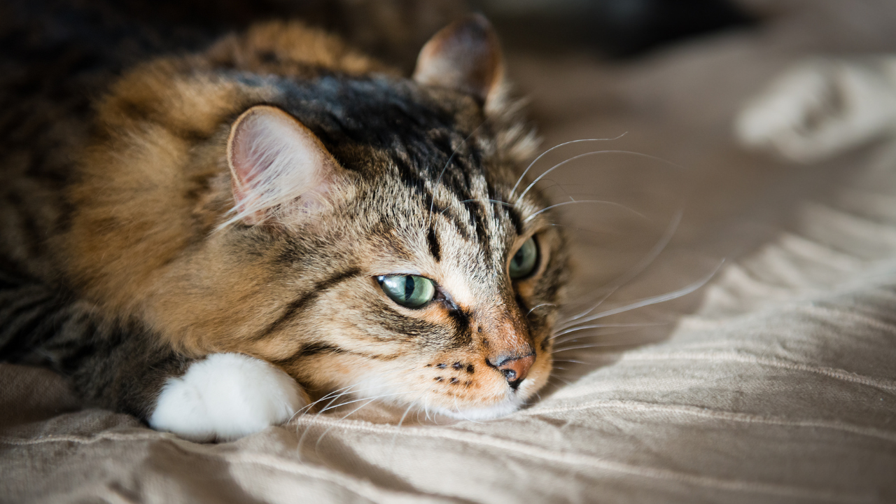 3_Kater frisst nicht Eine Katze ist müde und möchte nichts mehr fressen.