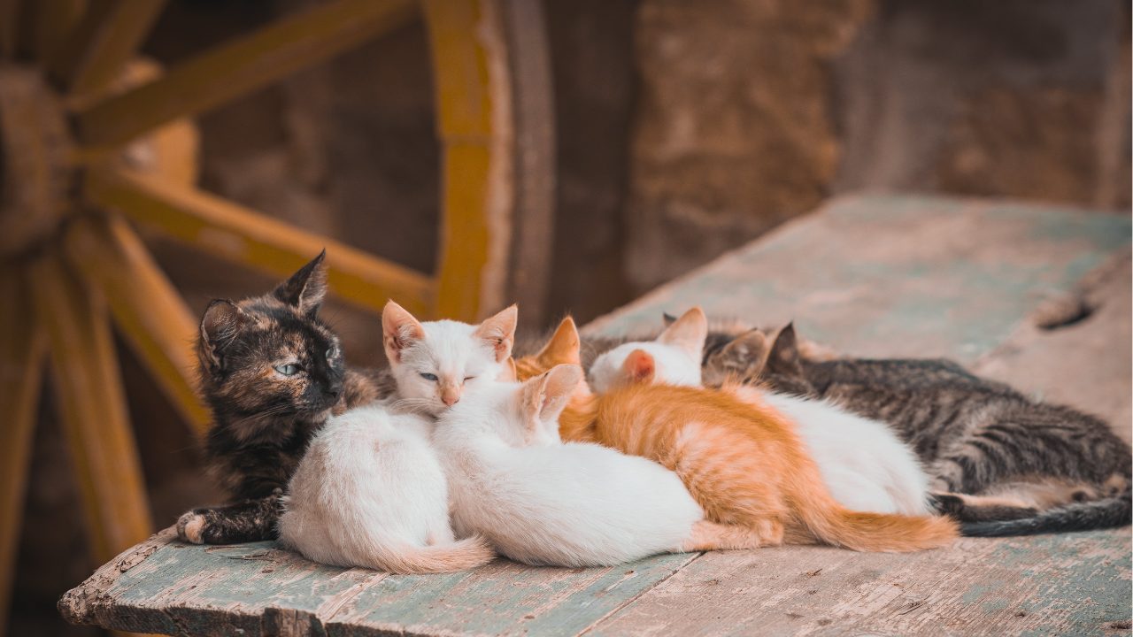 Mehrere Katzen kuscheln zusammen in einer Scheune.