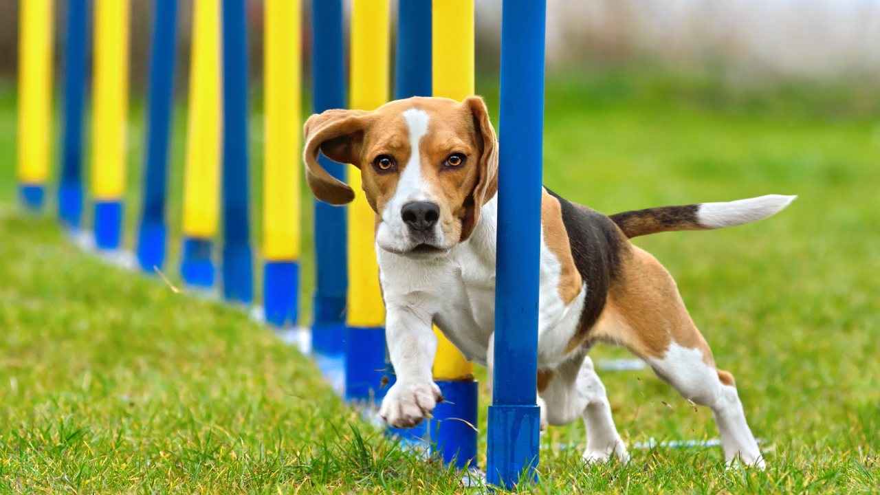 Ein Hund beherrscht den Trick Slalom, den er mit Klickertraining gelernt hat.