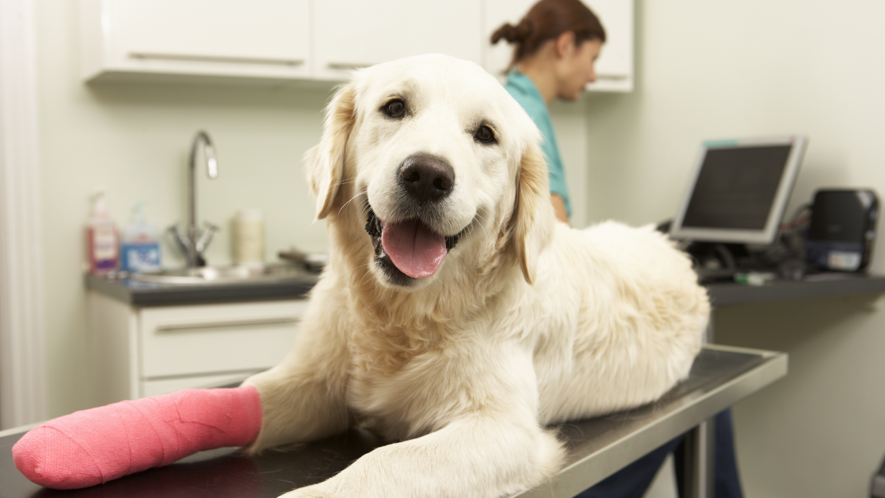 3_TPLO_Hund Ein Hund wird aufgrund einer Patellaluxation in der Tierklinik untersucht.