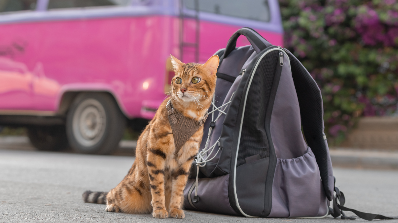 3_Urlaub mit Katze Eine Katze wartet mit ihrem Gepäck auf den Urlaub.