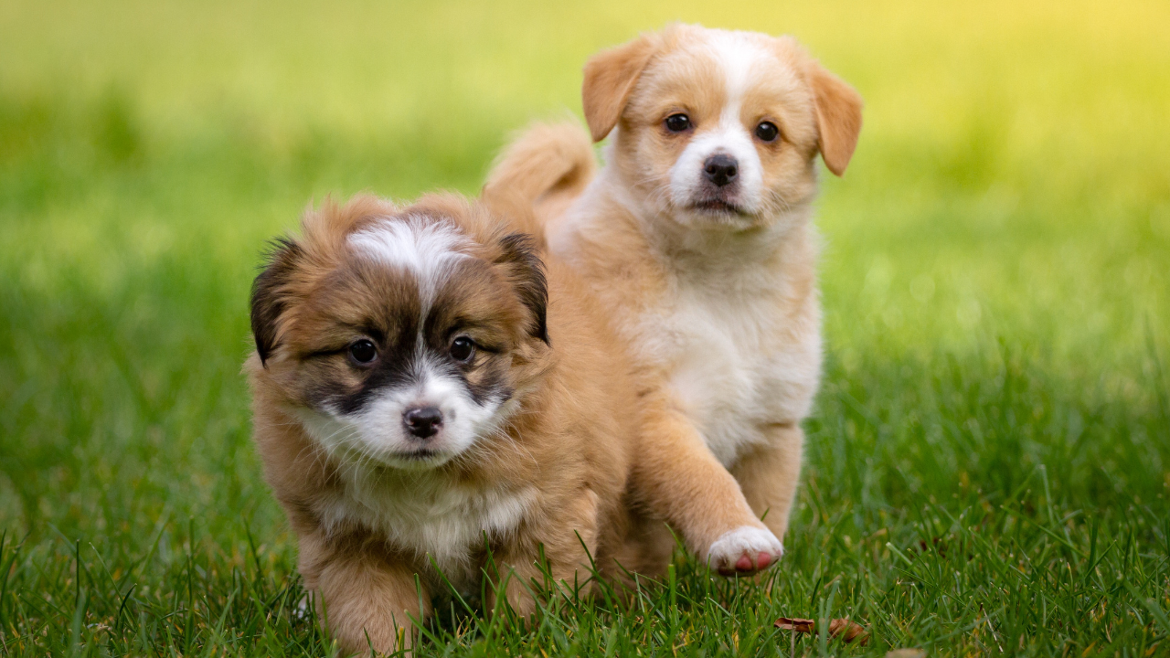 4_Hundewelpen_Wurfgeschwister Zwei Hundewelpen, die auch Geschwister sind, laufen im Garten.