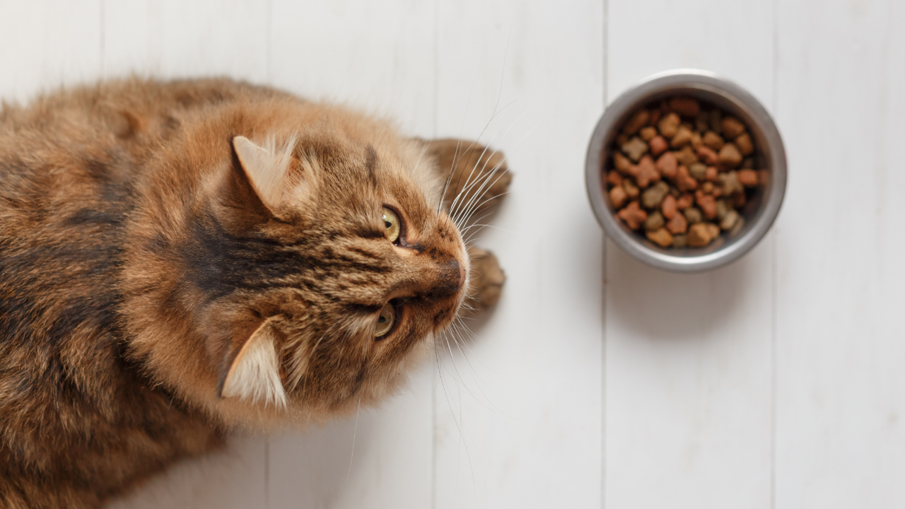4_Katze Kater frisst nicht Eine Katze hat keine Lust auf ihr Futter.