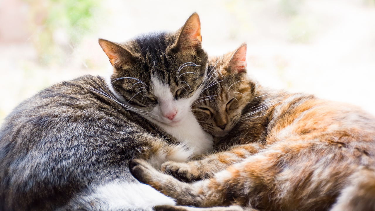 Zwei Katzen teilen sich zusammen ein Körbchen.