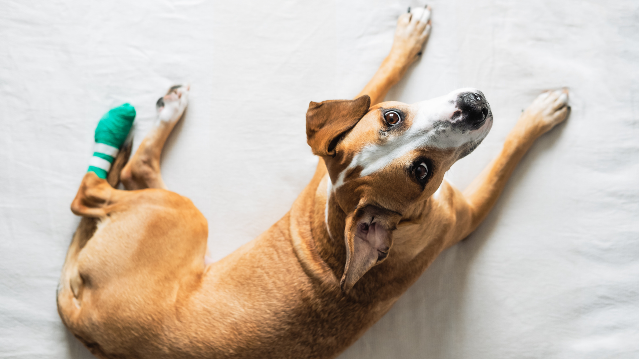 4_Patellaluxation_Hund