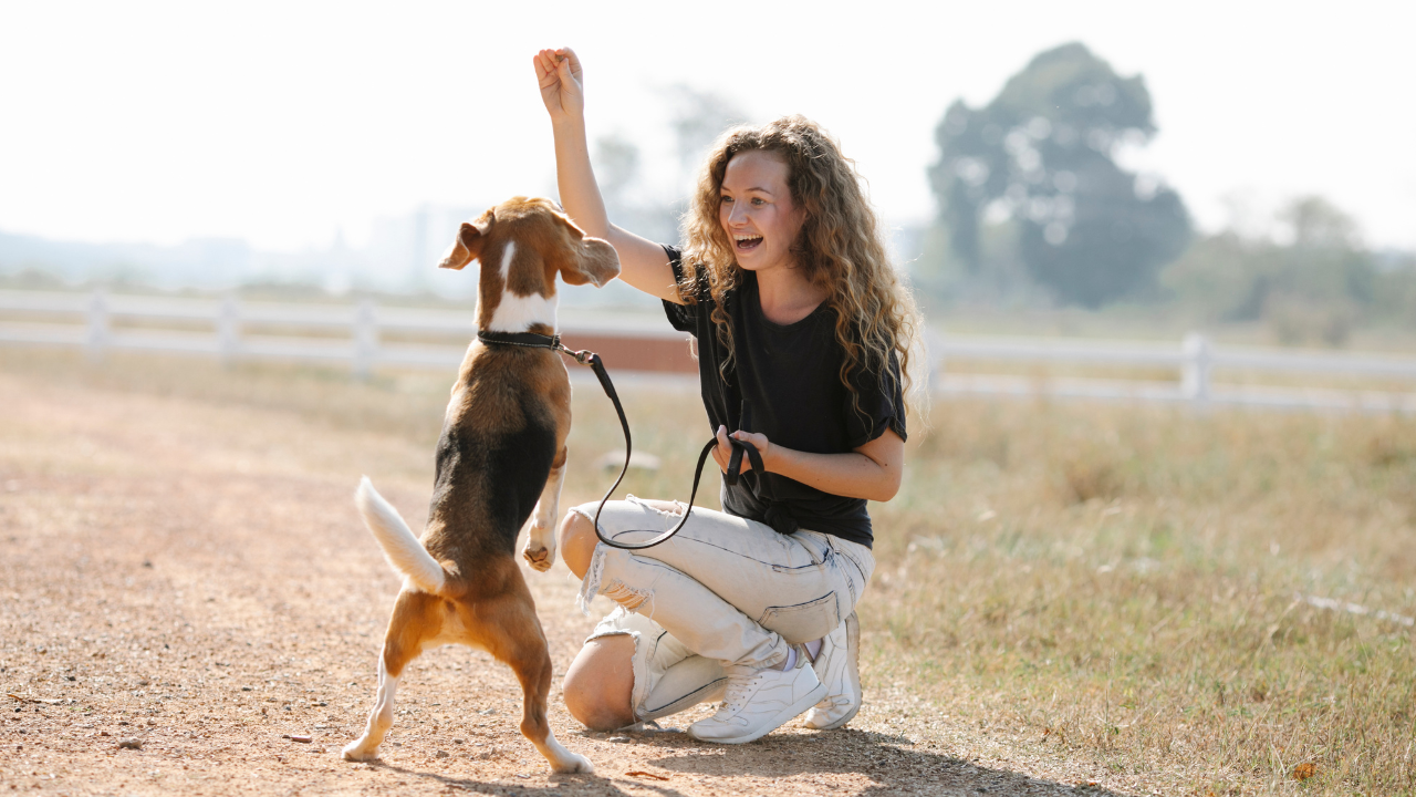 Ein Hund und seine Besitzerin trainieren zusammen mit einem Klicker.